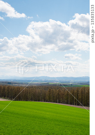 春の緑のムギ畑 春の緑のムギ畑 135835133