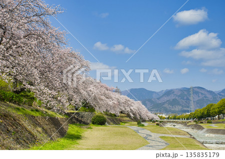 【神奈川県】水無川沿いの桜並木 135835179