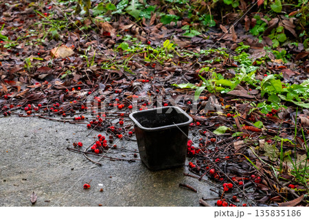 Square black plastic pot for seedling on wet concrete with scattered red rowan berries and autumn foliage. garden planting, gardening, organic farming Square black plastic pot for seedling on wet concrete with scattered red rowan berries and autumn foliage. garden planting, gardening, organic farming 135835186