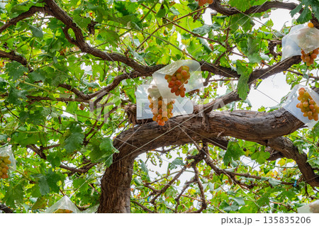 （山梨県）御坂町、食べ頃になった葡萄園のブドウ 135835206