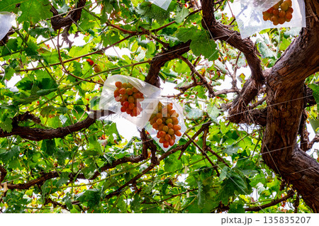 （山梨県）御坂町、食べ頃になった葡萄園のブドウ 135835207