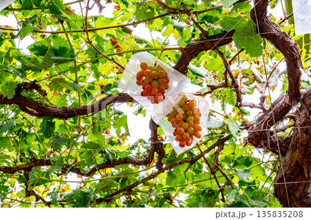 （山梨県）御坂町、食べ頃になった葡萄園のブドウ 135835208