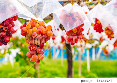 (山梨県)御坂町、食べ頃になった葡萄園のブドウ (山梨県)御坂町、食べ頃になった葡萄園のブドウ 135835211