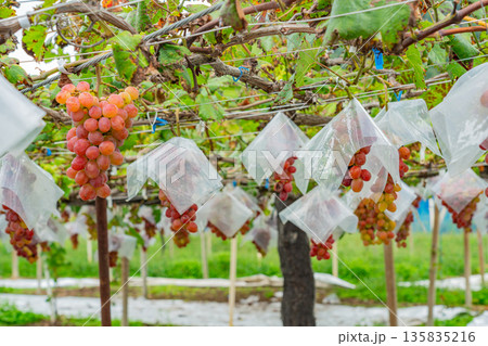 （山梨県）御坂町、食べ頃になった葡萄園のブドウ 135835216