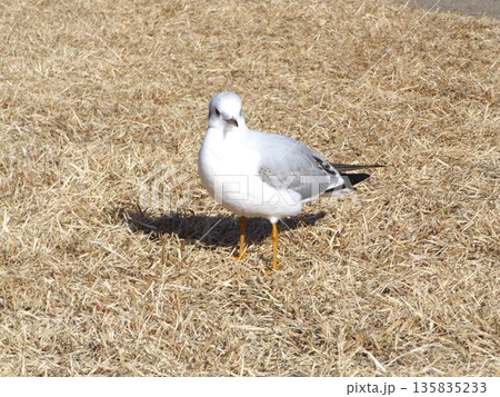 浜の池の周りの芝の上に上がったユリカモメ 135835233