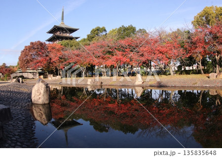 水面に反射する五重の塔と紅葉 水面に反射する五重の塔と紅葉 135835648