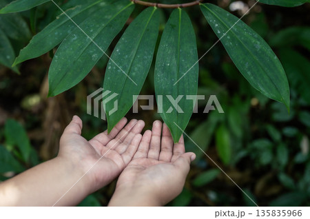Renewable energy concept Earth Day or environment protection Hands protect forests that grow on the ground and help save the world. Renewable energy concept Earth Day or environment protection Hands protect forests that grow on the ground and help save the world. 135835966