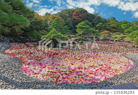 ダリア 135836283