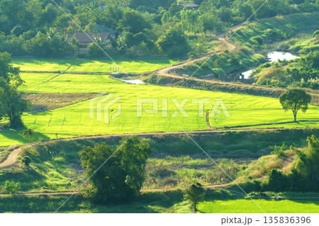 Scenic high angle view of vibrant green rice fields and rural farmland. Winding dirt roads and a small river cut through the lush countryside landscape during a sunny afternoon with rich foliage. Scenic high angle view of vibrant green rice fields and rural farmland. Winding dirt roads and a small river cut through the lush countryside landscape during a sunny afternoon with rich foliage. 135836396