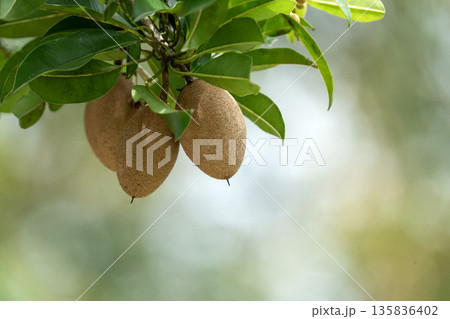 Fresh sapodilla fruits hanging on a tree branch with lush green leaves. Tropical fruit growing in a garden with a soft bokeh background. Natural agricultural concept of Manilkara zapota. 135836402