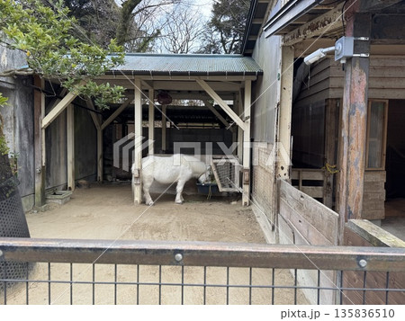 餌を食べる白いポニー（撮影地：高岡古城公園動物園　※富山県高岡市、撮影時期：1月） 135836510