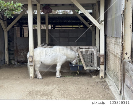餌を食べる白いポニー（撮影地：高岡古城公園動物園　※富山県高岡市、撮影時期：1月） 135836511