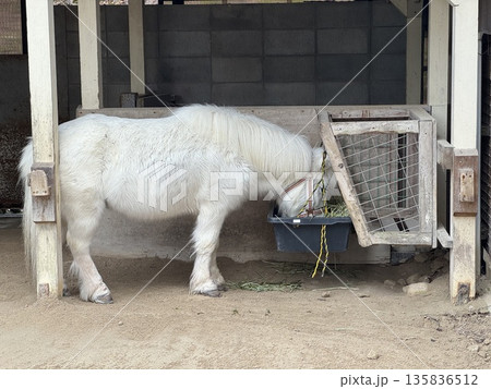 餌を食べる白いポニー(撮影地:高岡古城公園動物園 ※富山県高岡市、撮影時期:1月) 餌を食べる白いポニー(撮影地:高岡古城公園動物園 ※富山県高岡市、撮影時期:1月) 135836512