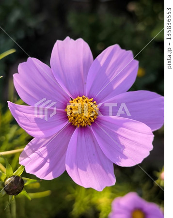 A soft purple cosmos with a bright yellow center 135836553