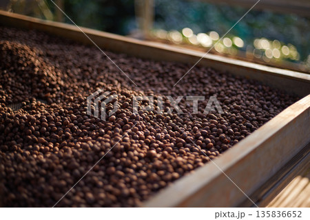 Raw coffee beans, coffee drying process on shelf natural sunlight plantation at factory 135836652