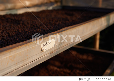 Raw coffee beans, coffee drying process on shelf natural sunlight plantation at factory 135836658
