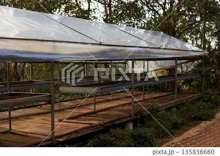 Raw coffee beans, coffee drying process on shelf natural sunlight plantation at factory Raw coffee beans, coffee drying process on shelf natural sunlight plantation at factory 135836660