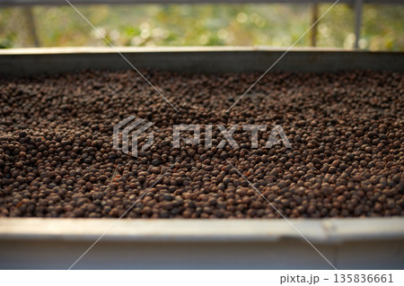 Raw coffee beans, coffee drying process on shelf natural sunlight plantation at factory Raw coffee beans, coffee drying process on shelf natural sunlight plantation at factory 135836661
