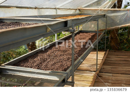 Raw coffee beans, coffee drying process on shelf natural sunlight plantation at factory 135836679
