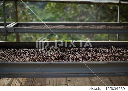 Raw coffee beans, coffee drying process on shelf natural sunlight plantation at factory 135836680