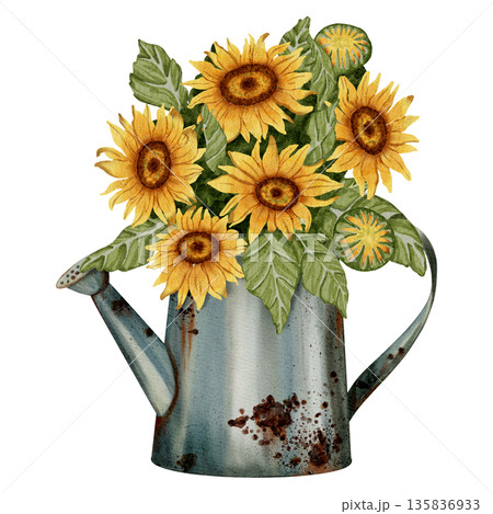 Watercolor drawing of a bouquet of sunflowers in a rusty garden watering can. Perfect for food packaging, organic product design, packaging or agricultural projects. 135836933