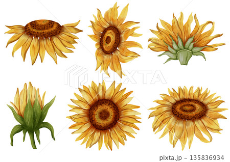 A set of hand-drawn watercolor sunflowers in various poses. Flowers. A set of sunflower flowers. Botanical watercolor illustration. Perfect for botanical design, prints, posters, decor, and packaging. 135836934