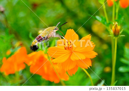 オオスカシバ 135837015