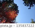 秋空と紅葉 135837222