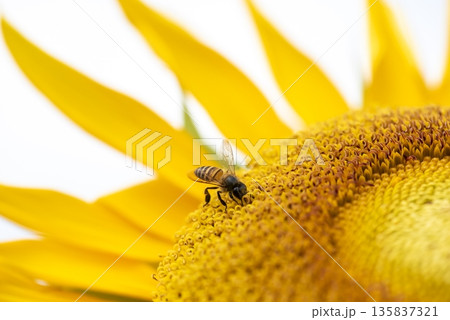 Bee is sitting on a yellow flower Bee is sitting on a yellow flower 135837321