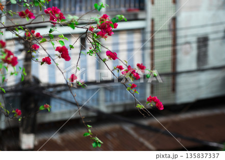 Tree with pink flowers is in front of a building 135837337