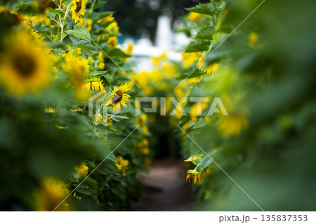 Field of yellow sunflowers with a white fence in the background Field of yellow sunflowers with a white fence in the background 135837353