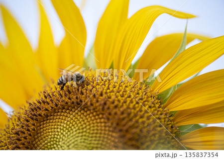 Bee is on a yellow flower 135837354