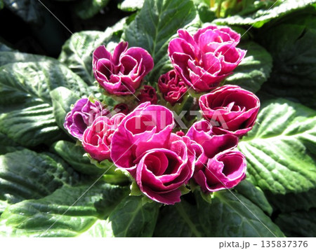 ジュリアン 135837376