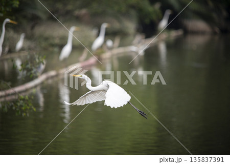 White bird is flying over a body of water White bird is flying over a body of water 135837391