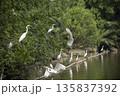 Group of white birds flying over a body of water 135837392
