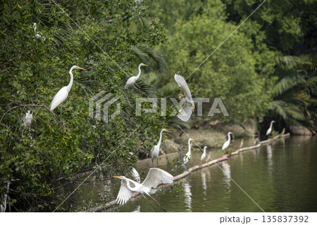 Group of white birds flying over a body of water 135837392
