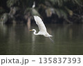 White bird with a long neck flying over a body of water 135837393