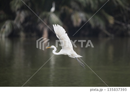 White bird with a long neck flying over a body of water 135837393