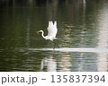 White bird is standing in the water and looking for food 135837394