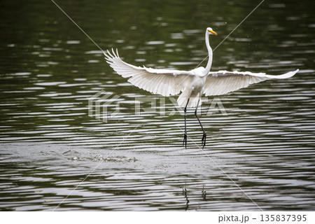 White bird with a yellow beak is flying over a body of water White bird with a yellow beak is flying over a body of water 135837395