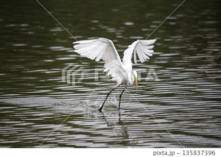 White bird is flying over a body of water 135837396