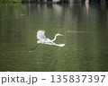 White bird is flying over a body of water 135837397