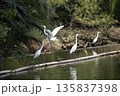 Group of white birds are flying over a body of water 135837398