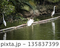 Bird is flying over a body of water 135837399