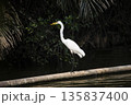 White bird stands on a log in the water 135837400