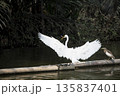 White bird with a long neck is standing on a log in the water 135837401