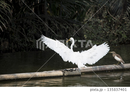 White bird with a long neck is standing on a log in the water 135837401