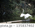 White bird with a long neck is standing on a log in a body of water 135837402