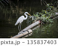 White bird stands on a log in a body of water 135837403