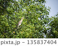 Bird is perched on a tree branch in a lush green forest 135837404